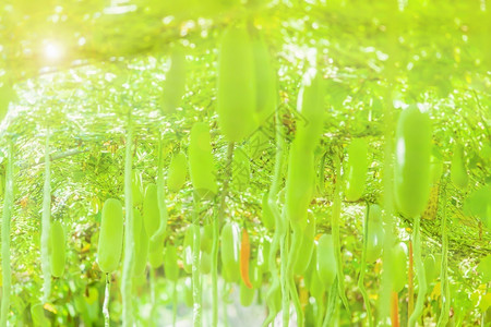 绿色装饰植物图片