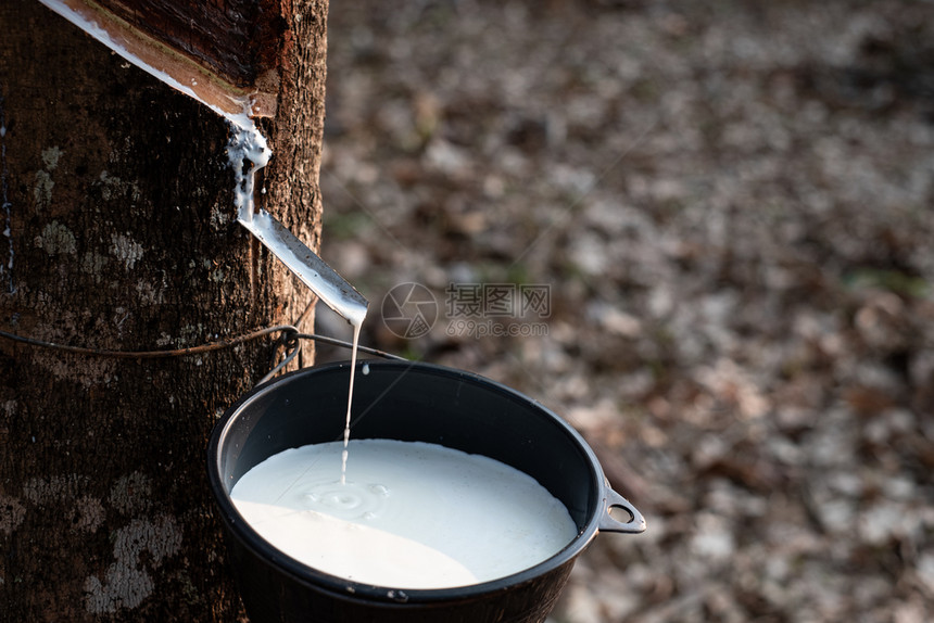 巴西人将乳奶状Latex从para树流到塑料黑碗一种农场图片