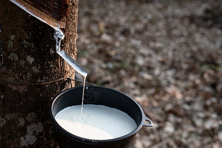 巴西人将乳奶状Latex从para树流到塑料黑碗一种农场图片