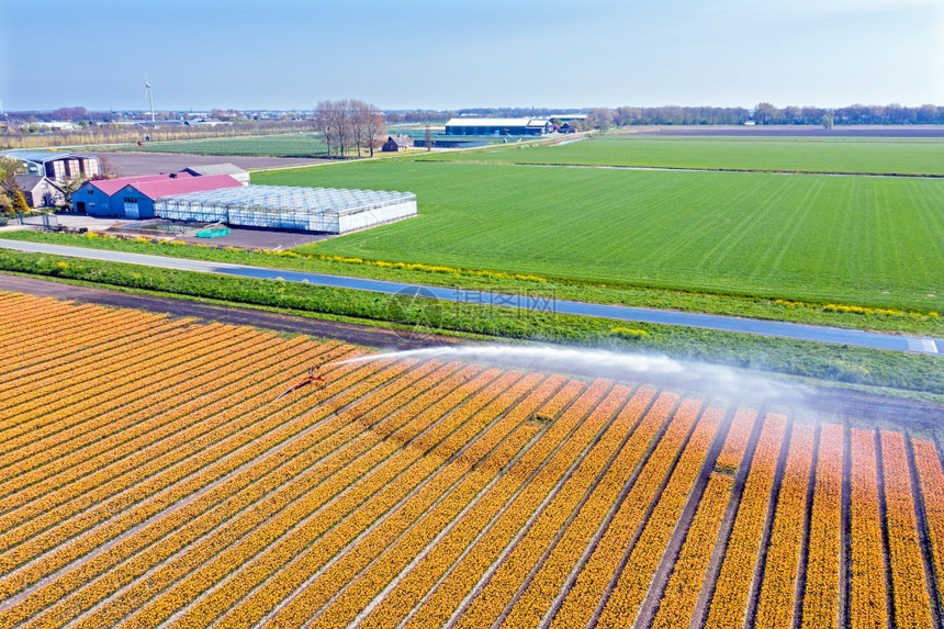 目的地空中从盛开郁金香田到荷兰农村喷洒水在乡间文化花床图片