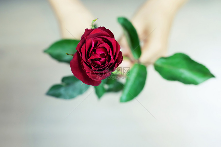 手中的红玫瑰花图片