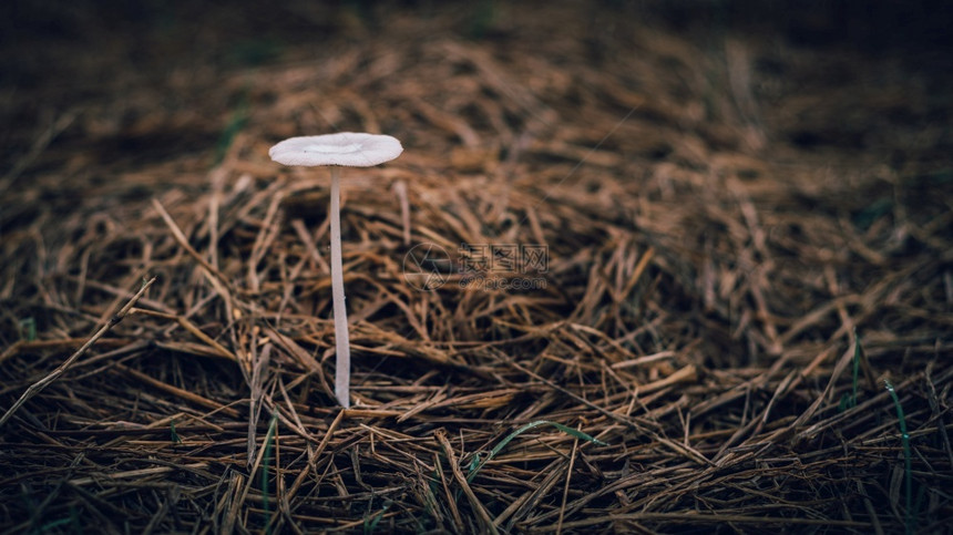 白色的脆弱帽在稻田野里孤立的蘑菇特快照片孤独的概念上生长在地面的真菌不易吃的真菌图片