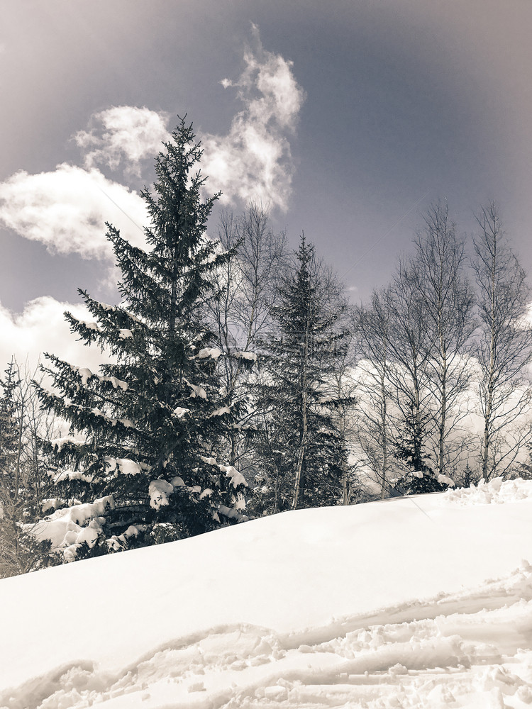 冬季雪景风光图片