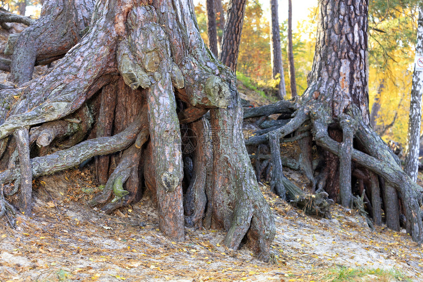 分支机构松树根系古老的有强大枝条伸展到沙地的秋天老松树根系的强大和旧公园的纹理土地生活图片