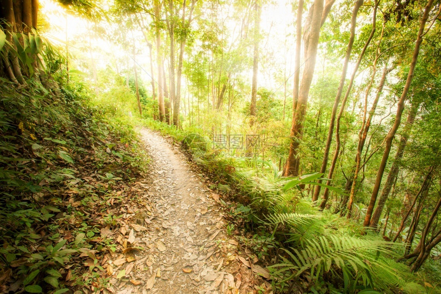 旅行常绿日出时青的森林中一条宁静的徒步足迹绿色的野兽沿着远足小径生长阳光照耀着古老的树木山图片
