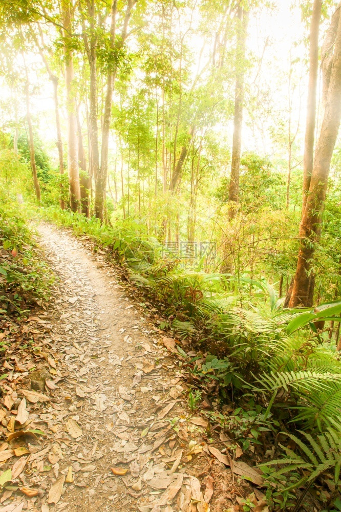 太阳神秘小路日出时青绿的森林中一条宁静的徒步足迹绿色的野兽沿着远足小径生长阳光照耀着古老的树木图片