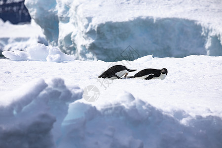 安静的两只阿德利企鹅躺在冰块上安息南极洲说谎瞌睡图片