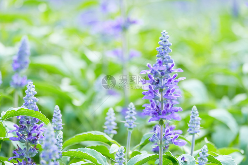 花园的紫朵选择焦点和模糊自然紫丁香蓝色的图片