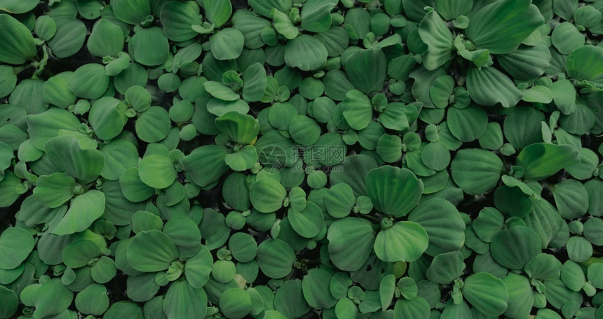 植物群漂浮在水表面的生菜顶端绿色叶子水生植物Pistiastratiotes或水生菜是植物进化种自然莴苣图片
