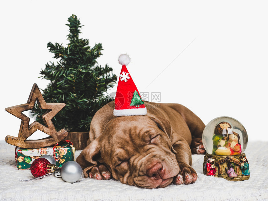 美丽的假期可爱巧克力颜色圣诞装饰品地毯和盒子上面绑着弓近身工作室照片的紧靠式工作室照片料教育服从培训和宠物抚育的概念Young迷图片