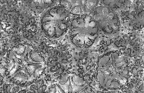 康费蒂夜晚场地土壤灰色粗纹理有刮痕圆点和线条配有色调转换轮廓白花菊椰子和藻类等白色轮廓的颜单画抽象板底背景设计图片