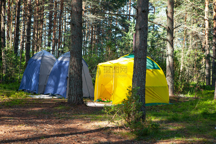 露营帐篷在松树林的阴影下图片