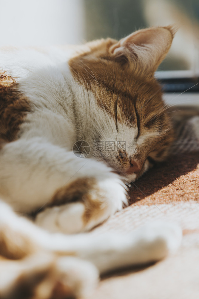 小猫咪睡在温暖的羊毛毯子上图片