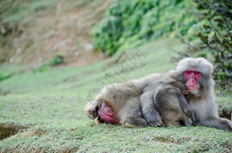 脸女日本人乳头和婴儿睡在她的手臂上躺在地一个婴儿睡在她的胳膊上放松猴图片