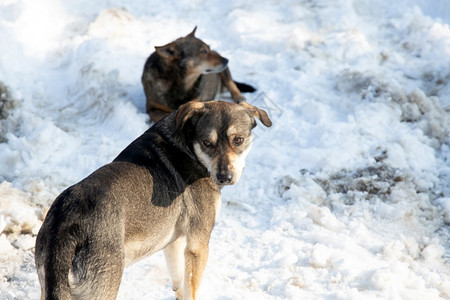 雪里的狗都冻在严寒的冷冬天概念棕色动物场景图片
