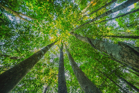 里面山毛榉林低角度拍摄风景名胜木头图片