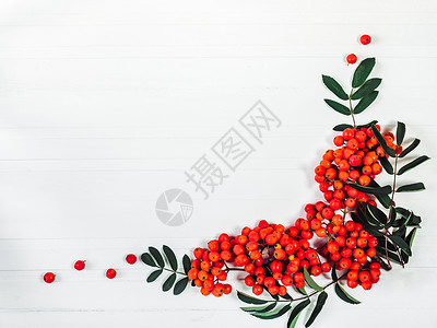 那些分支明亮的爱山灰分处红莓在白色的木板桌上顶端风景特观孤立的祝贺亲人戚家朋友和同事山灰和红莓分处背景