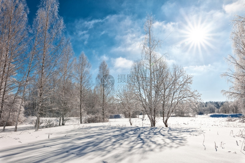 安静阳光闪耀的下寒冷冬日中落雪树木太阳云杉图片