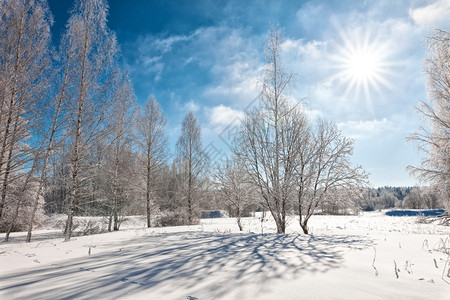 安静阳光闪耀的下寒冷冬日中落雪树木太阳云杉图片
