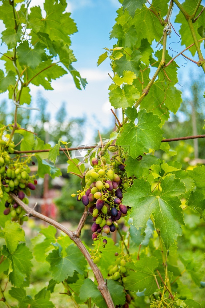 花葡萄莓是一种强大的抗氧化剂一种营养素来源是美味的多汁葡萄正在园艺中成熟化果浆是一种强效抗氧化剂而食物丰富的多汁葡萄正在园艺中成图片