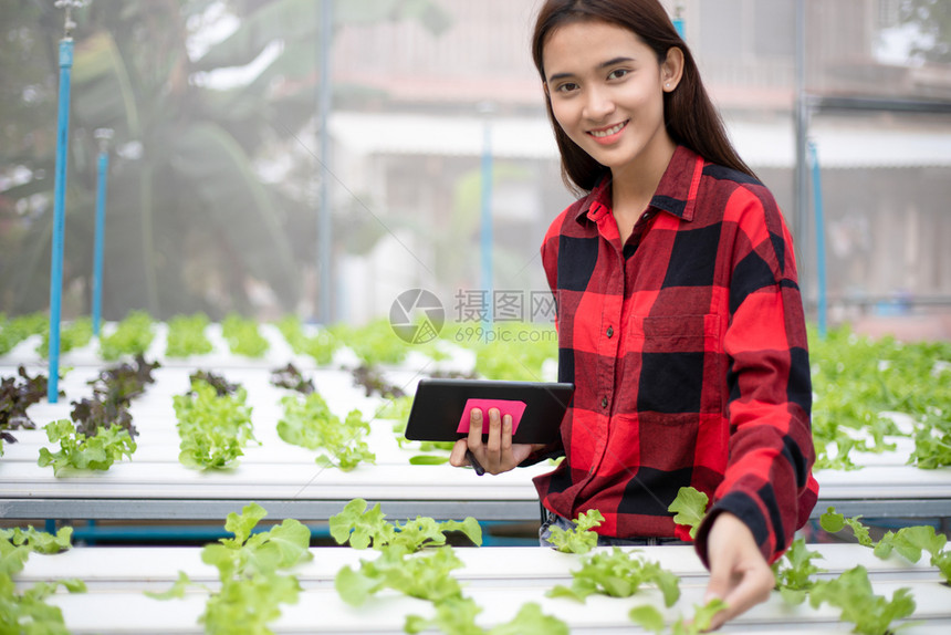 生产使用平板和笔记本检查使用水栽培剂种植的有机蔬菜质量亚洲女农民使用平板和笔记本检查用水栽培法种植的有机蔬菜质量泰国饮食图片