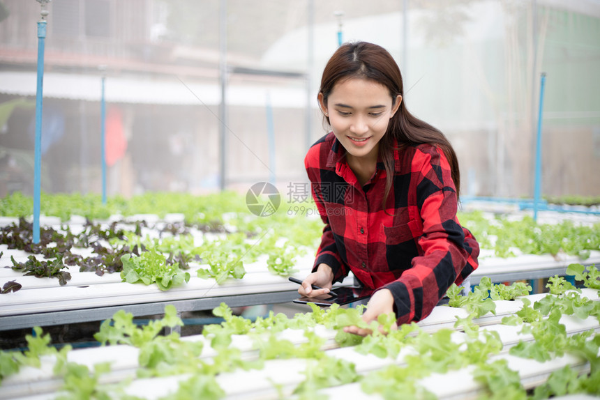 新鲜的人们使用平板和笔记本检查使用水栽培剂种植的有机蔬菜质量亚洲女农民使用平板和笔记本检查用水栽培法种植的有机蔬菜质量莴苣图片