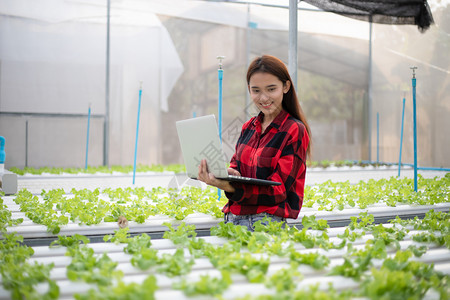 使用平板和笔记本检查使用水栽培剂种植的有机蔬菜质量亚洲女农民使用平板和笔记本检查用水栽培法种植的有机蔬菜质量亚洲人泰国架子图片