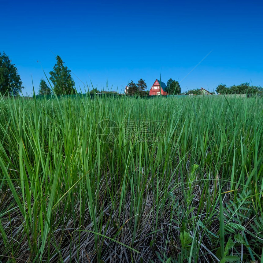 俄罗斯莫科地区紫暮红乡村之家和深绿草俄罗斯莫科地区小屋村庄草本植物图片