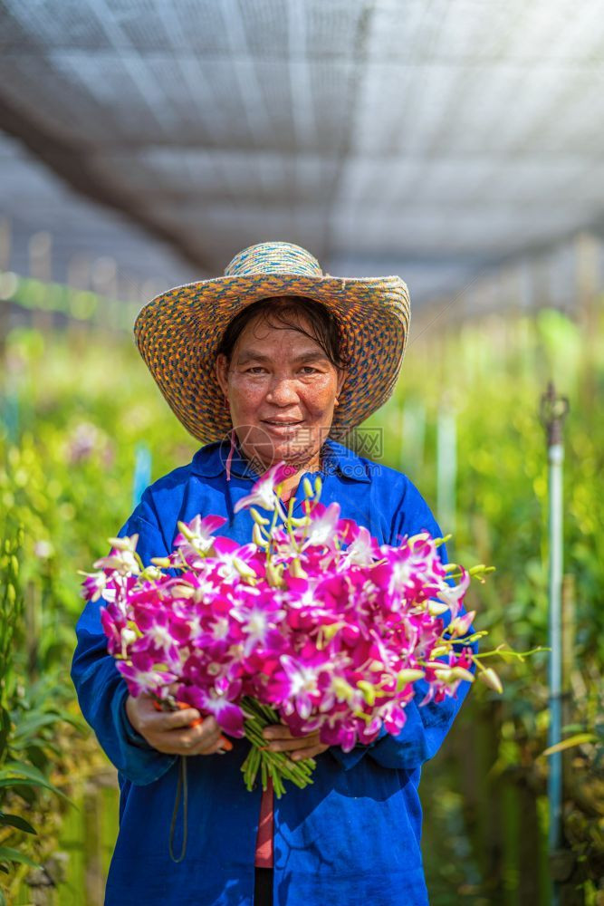 所有者植物群新鲜的紫兰花在园农场开幸福的工人拿着一捆鲜花在泰国的Bangkok农庄里种着紫兰花bangkokhailand图片