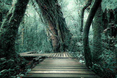 稠密木制的神秘雾林景观木桥横穿茂密的叶子奇异树木的超真实美景热带丛林灌木的厚幻想自然和童话故事背景仙女背景图片