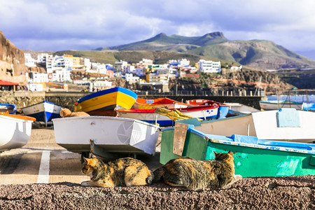 猫村游客丰富多彩的建造萨迪纳港村大加那利岛的景象和有猫多彩捕鱼船背景