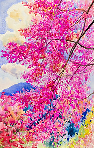 水彩原始风貌粉红色的野黑沙拉扬樱花在天空和云底背景中插图开花背景图片