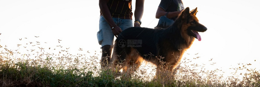 夜晚德国牧羊犬和草地大师晚间照片来自地面低角度侧视线在草场的主人黑暗自然图片