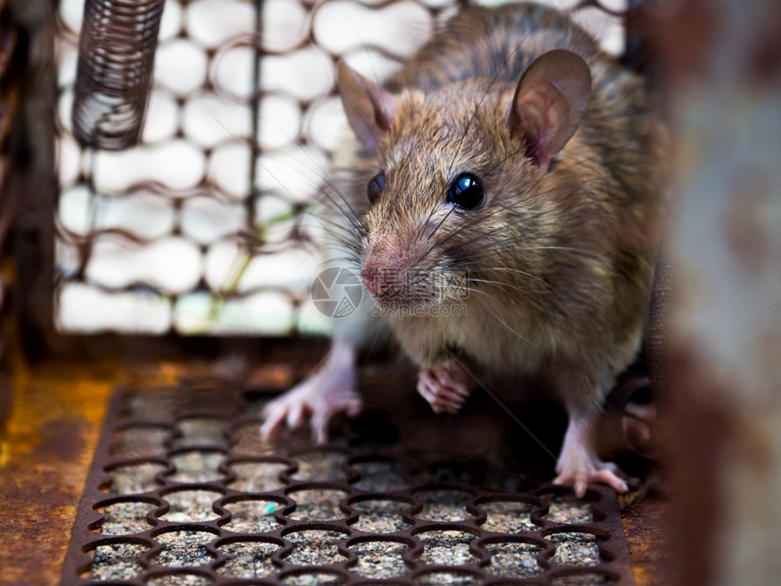 棕色的老鼠在笼子里抓一只老鼠传染了这种疾病给人类如麻风病瘟疫之家和住不应该有小鼠宠物控制动传染病的防治工作动物传染病预防工作黑色图片