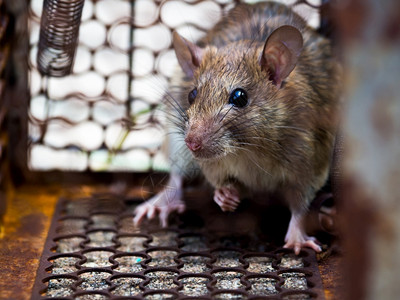 防治麻风病日棕色的老鼠在笼子里抓一只老鼠传染了这种疾病给人类如麻风病瘟疫之家和住不应该有小鼠宠物控制动传染病的防治工作动物传染病预防工作黑色背景