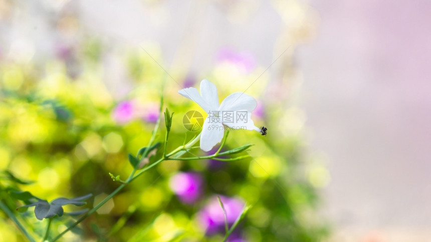 热带美丽的柔软花朵在夏日清晨阳光中开花野草地梦幻般的荒野草地布基亚背景小苍蝇忙着收集花粉充满活力背光图片