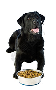 口食物一只躺在拉布多的狗等待进食许可一种图片