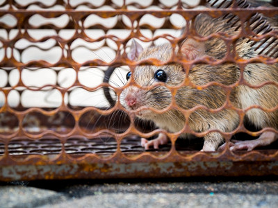 防治麻风病日黑色的曾是老鼠被关在笼子里老鼠把疾病传染给人类如麻风病瘟疫之家和住不应该有小鼠宠物控制动传染病的防治工作动物传染病的预防工作控制背景