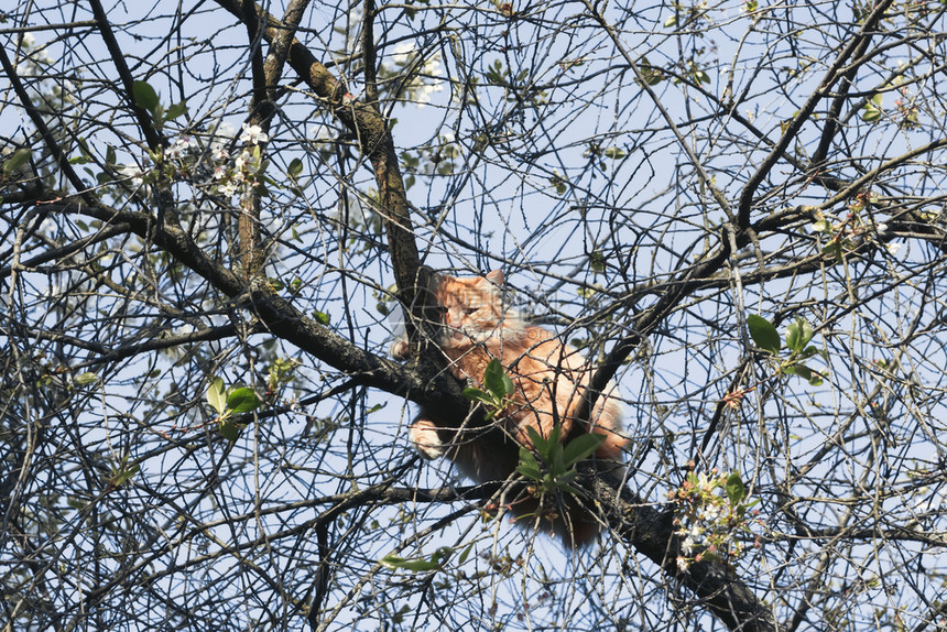 坐着季节高的在温暖明亮春日坐在樱桃树枝上从一棵高树救只宠物来选择焦点从树丛中拯救一只宠物图片