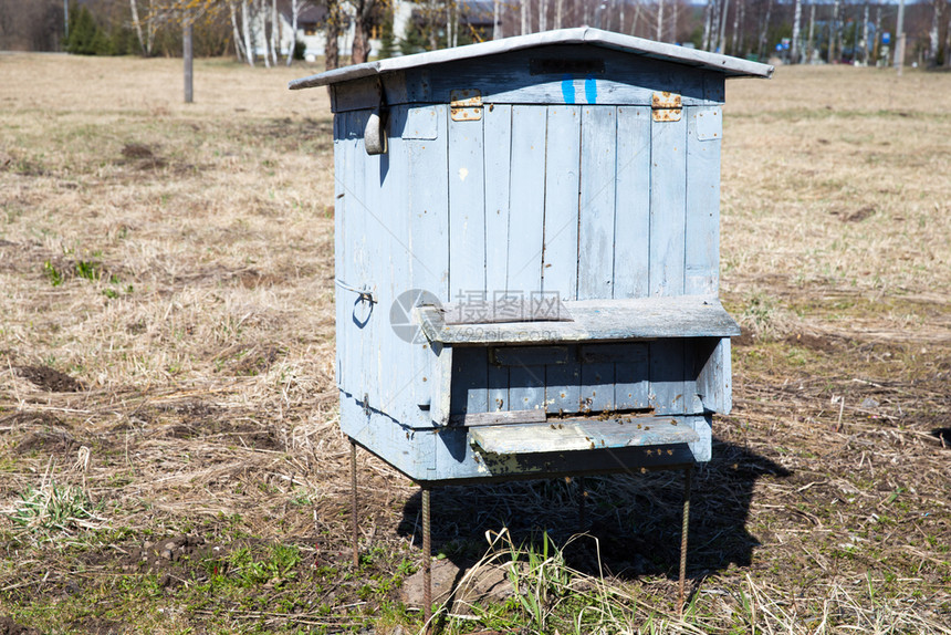 家旅行养蜂业城市塞西拉托维亚蜜蜂在草地春和阳光明媚的一天图片