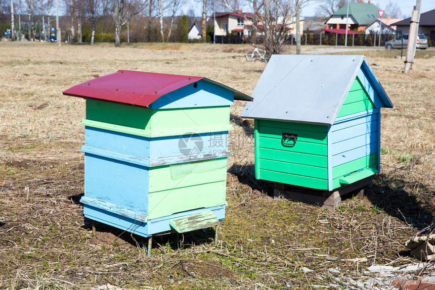城市塞西拉托维亚蜜蜂在草地春和阳光明媚的一天农村蜂房自然图片