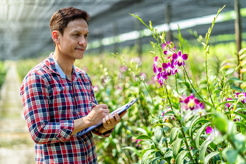 花朵兰园的原始小商业主幸福创始人检查和写作紫兰花正在园农场开在泰国Bangkok种植的普罗勒兰花中开新鲜的领导者图片