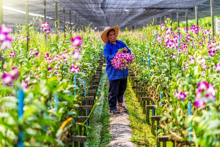 叶子紫色的园丁花兰亚洲艺员采摘和收集兰花紫色在园农场盛开紫红色兰花在泰国Bangkok农庄图片