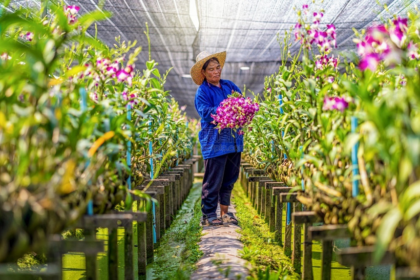 开花绿色领导者兰园的亚洲艺员采摘和收集兰花紫色在园农场盛开紫红色兰花在泰国Bangkok农庄图片