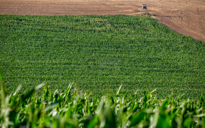 被猎杀收成拖拉机在日落前夏的农业地貌收割的田野对捷克中部波西米亚玉的绿地做出了明确定义图片