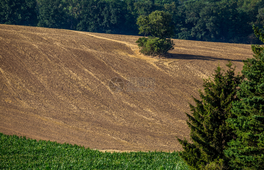 天食物在日落前夏的农业地貌收割的田野对捷克中部波西米亚玉的绿地做出了明确定义被猎杀图片