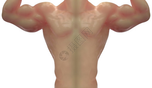 后小性感竞技锻炼3d强健体壮男子娃皮前端白背景上孤立的剪切路径皮肤设计图片
