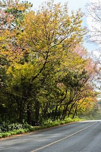 粉红樱花路仙人掌桃白色的背景图片