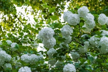 球形香味花朵阳光明媚下夏日花园里常见的盛开雪球树bouledeneige阳光下的夏日花园里常见的盛开雪球树图片