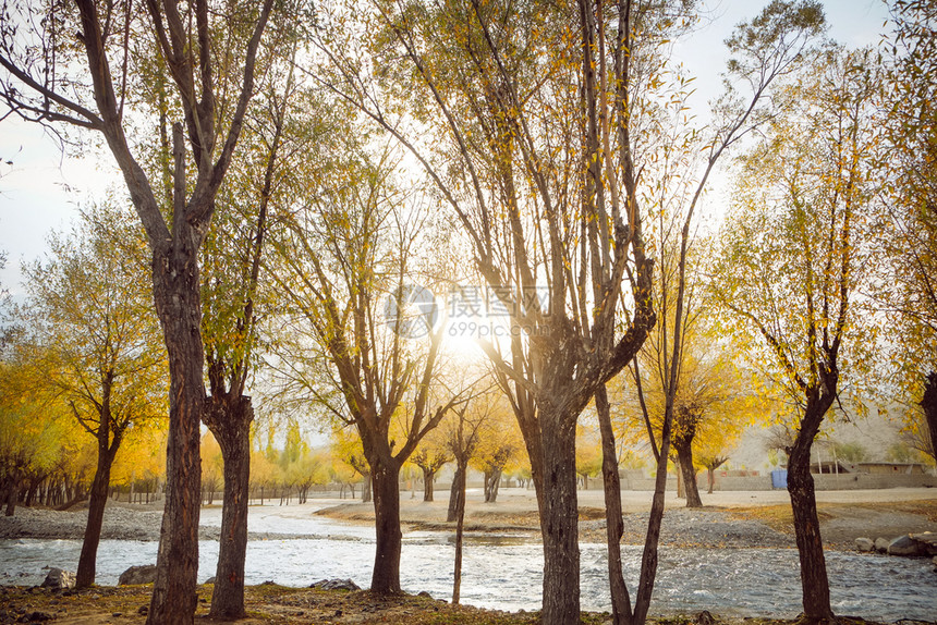 斯卡都巴基坦SkarduGilgitBaltistan的阳光在黄叶树中流过河其秋季露出多彩森林金的绿色图片